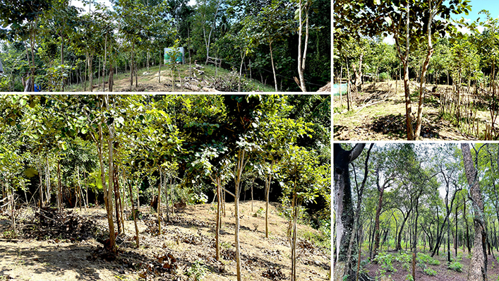Red Sandalwood Plantation